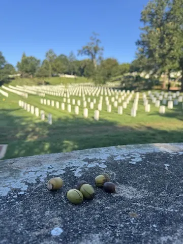 Acorns on a ledge overlooking Arlington National Cemetery
