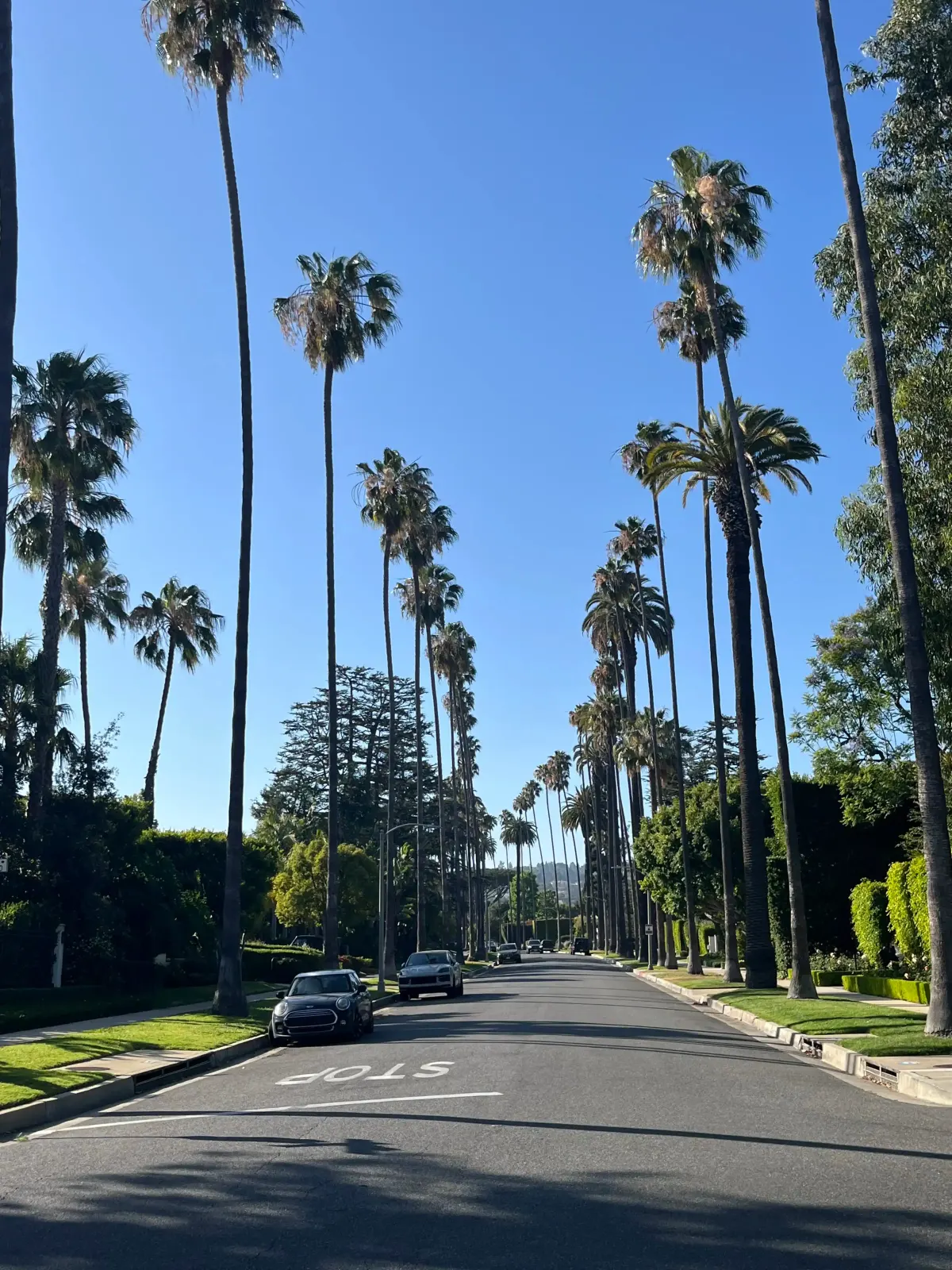 A palm-lined street beneath a clear blue sky in Los Angeles