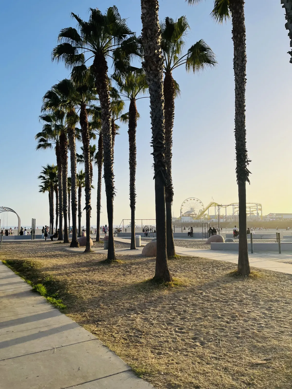Palm trees along the beach in Los Angeles