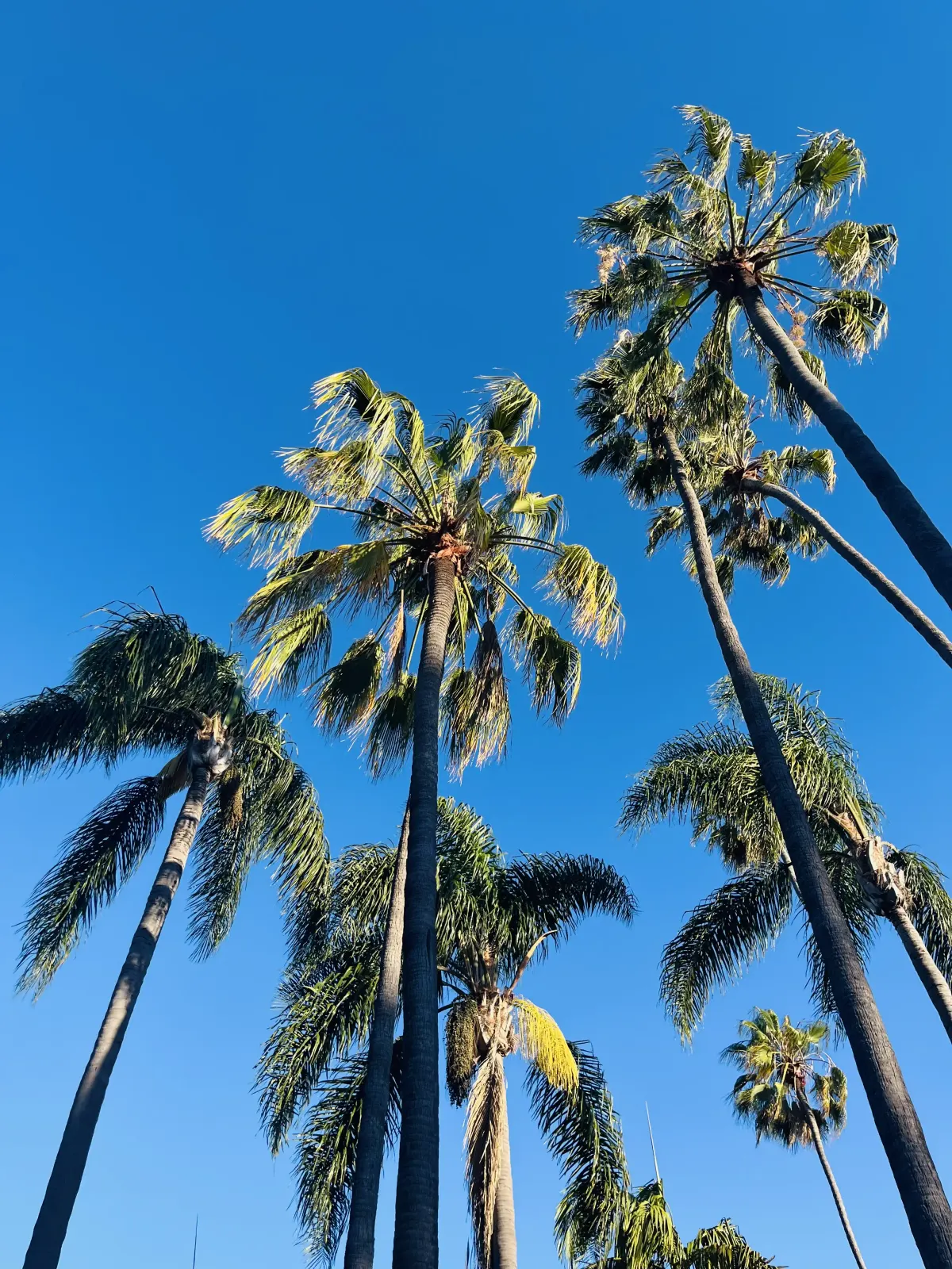 Palm trees against a bright blue San Diego sky